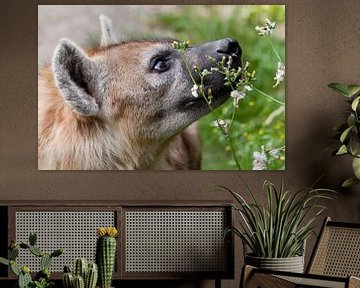 Gevlekte Hyena : DIergaarde Blijdorp van Loek Lobel