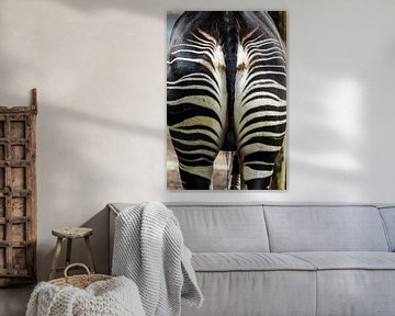 Zebra : Diergaarde Blijdorp van Loek Lobel