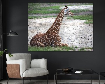 Netgiraffe, or Somali giraffe : Blijdorp Zoo