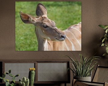 Big Kudu, Antelope : Blijdorp Zoo by Loek Lobel