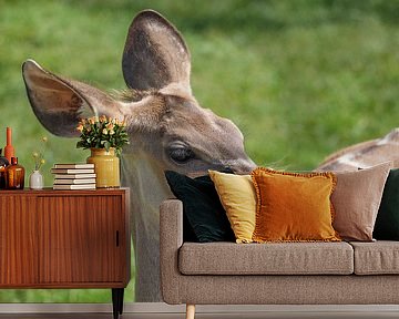 Großer Kudu, Antilope : Tierpark Blijdorp von Loek Lobel
