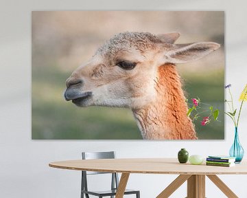 Lama : Blijdorp Zoo