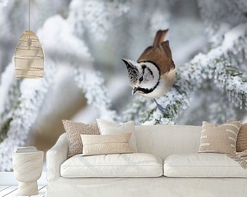 Crested Tit by Daniela Beyer