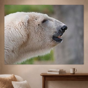 Eisbär : Tierpark Blijdorp