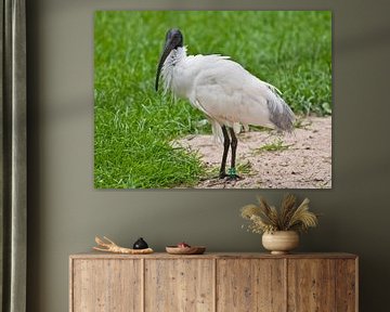 Heiliger Ibis : Tierpark Blijdorp von Loek Lobel