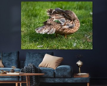 Shoveler : Blijdorp Zoo