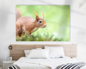 Rotes Eichhörnchen von Dirk van Doorn