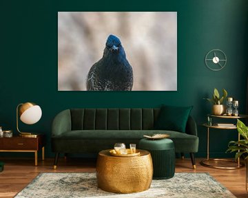 Tu me regardes ? sur Raymond Sperle