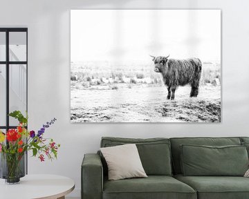 Highland Cattle by Maikel Brands