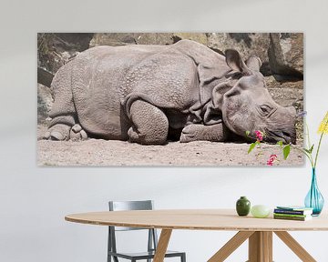 Indian Rhino : Blijdorp Zoo by Loek Lobel