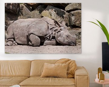 Indian Rhino : Blijdorp Zoo by Loek Lobel