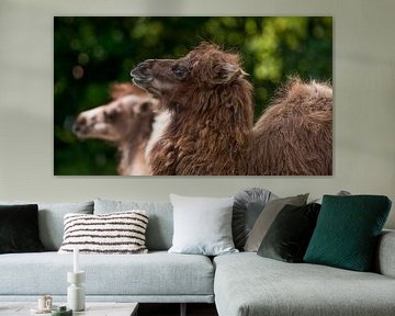 Kamel : Tierpark Blijdorp von Loek Lobel
