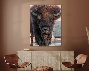 Bison : Blijdorp Zoo by Loek Lobel