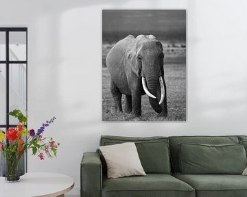 Elephant in Amboseli, Kenya