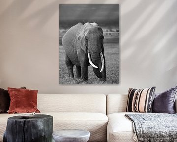 Elefant in Amboseli, Kenia