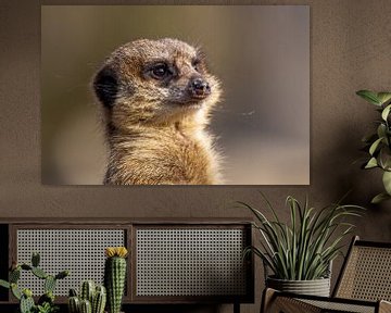 Meerkat by Dennis Eckert