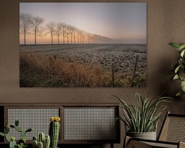 Une rangée d'arbres sur Moetwil en van Dijk - Fotografie