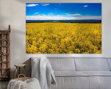 Rape field with river view