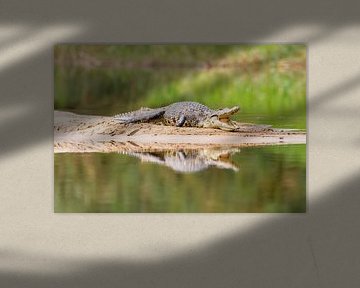 Krokodil op de Zambezi van Angelika Stern