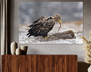 Spaghetti Special (Zeearend met prooi) van Harry Eggens