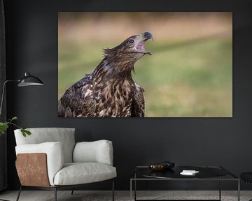 Die Jugendordnung (Seeadler-Portrait) von Harry Eggens