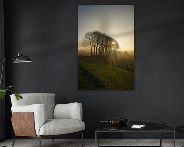 Zonnestralen door bomen van Moetwil en van Dijk - Fotografie