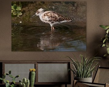 Kemphaan : Blijdorp Zoo by Loek Lobel