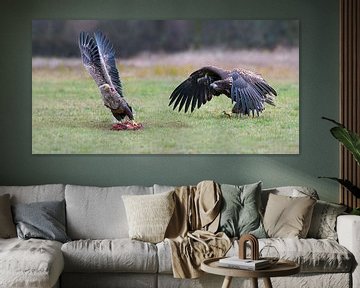 Böse Absichten. (Seeadlern) von Harry Eggens