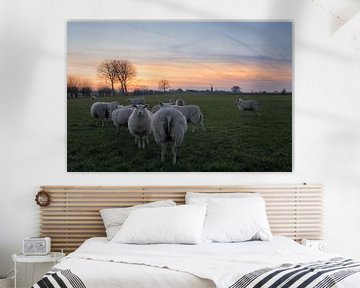 Schapen bij Ravenswaaij-Betuwe van Moetwil en van Dijk - Fotografie