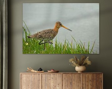 Black-tailed godwit in the grass on the waterfront by Petra Vastenburg