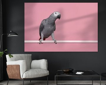 Perroquet gris à queue rouge sur Elles Rijsdijk