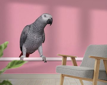 Grey red-tailed parrot by Elles Rijsdijk