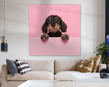 Portrait of a miniture dachshund puppy on a pink background with space for copy by Elles Rijsdijk