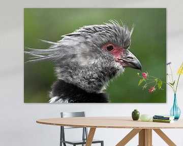 tufted fowl coot : Blijdorp Zoo by Loek Lobel