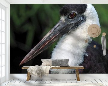 Bisschopsooievaar of Wolnekooievaar : Diergaarde Blijdorp