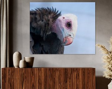 white-headed vulture : Blijdorp Zoo by Loek Lobel