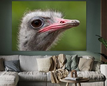 Autruche : Zoo de Blijdorp