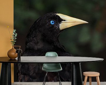 kuiforopendola : Diergaarde Blijdorp