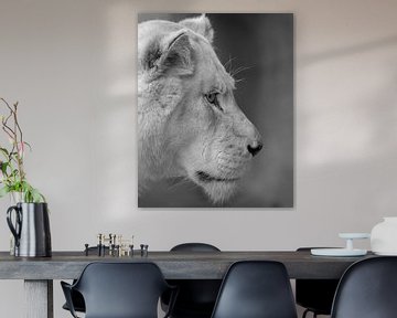 White lioness close up