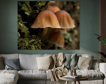 Mushroom quatro by Thom de Steenhuijsen Piters