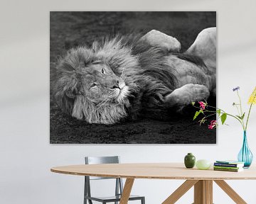 Lion relaxant sur Patrick van Bakkum