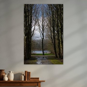 Banc entre les arbres