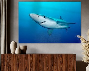 Blauwe haai in Zuid-Afrikaanse wateren van Filip Staes