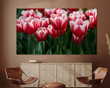 Red and white tulips by Harold Versteeg