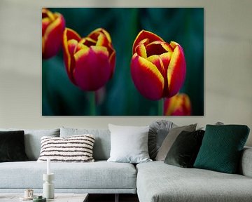 Roodgele tulpen van Harold Versteeg