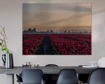 Mühlen und Tulpen in Groningen von Bart Achterhof