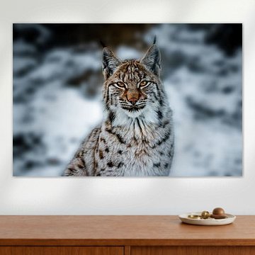 The Eurasian lynx