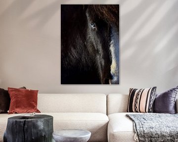 Icelandic horse with blue eyes by Elisa in Iceland