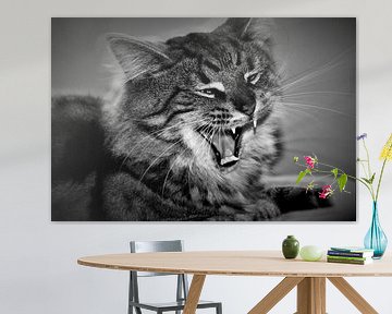 Yawning tabby cat in black and white by Maud De Vries