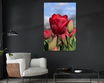 Rote Tulpe von Rika Roozendaal